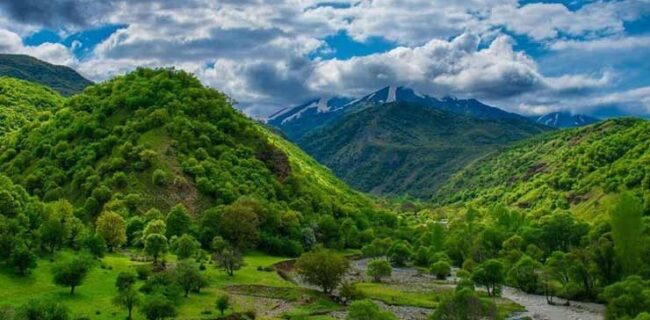 جنگل‌های پیرانشهر ایمن در برابر آفت جوانه‌خوار